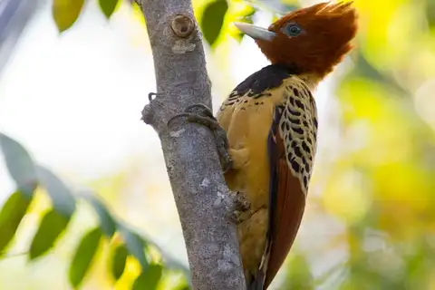 Kaempfer's Woodpecker