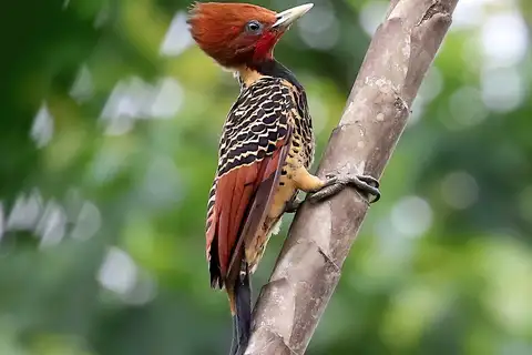 Rufous-headed Woodpecker