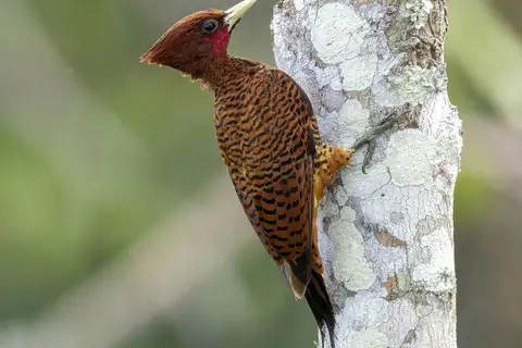 Variable Woodpecker