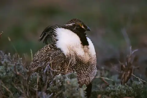 Gunnison Grouse