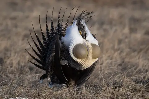 Sage Grouse