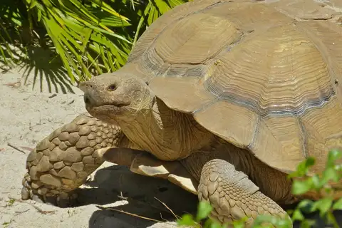 African Spurred Tortoise