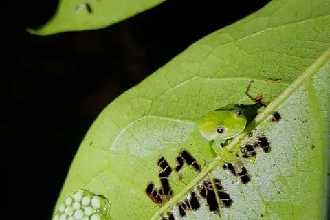 Antioquia Giant Glassfrog