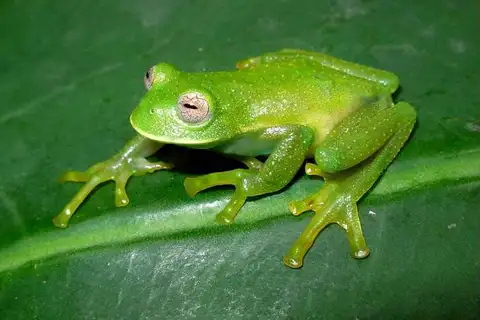 Buckley's Giant Glass Frog