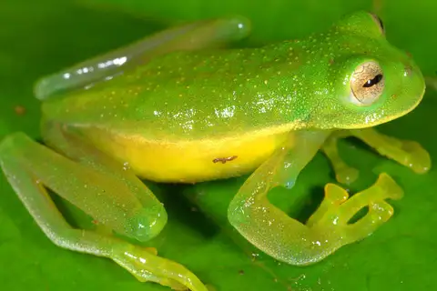 Sabin's Glassfrog