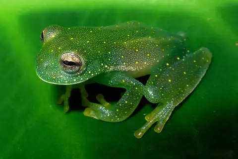 Savage's Cochran Frog