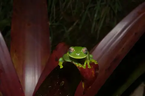 Centrolene venezuelense