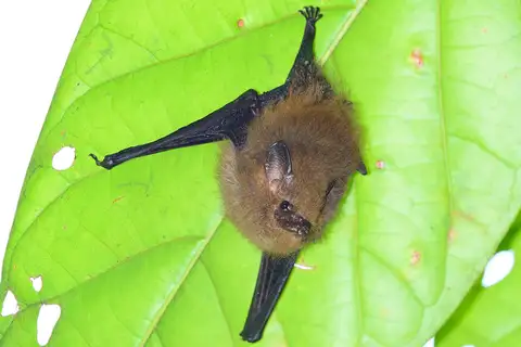 Thomas's Shaggy Bat