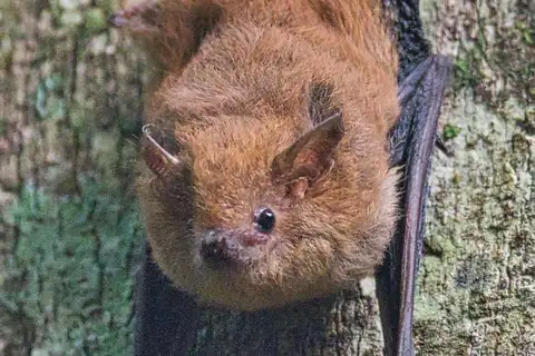 Shaggy Bat