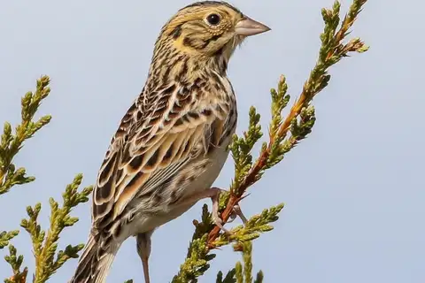Baird's Sparrow
