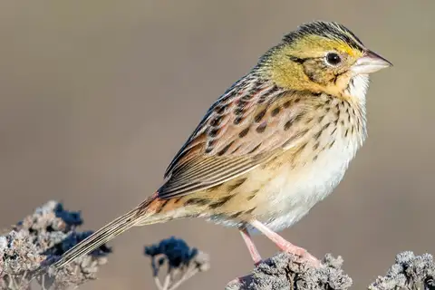 Henslow's Sparrow