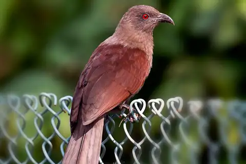 Andaman Coucal