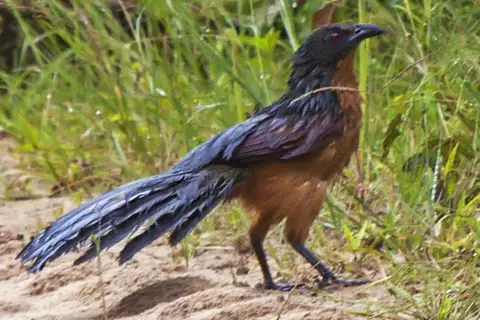 Gabon Coucal