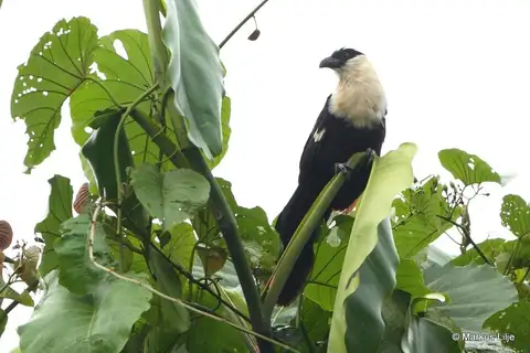 White-necked Coucal