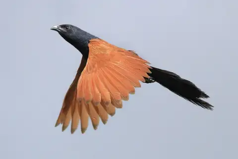 Lesser Coucal