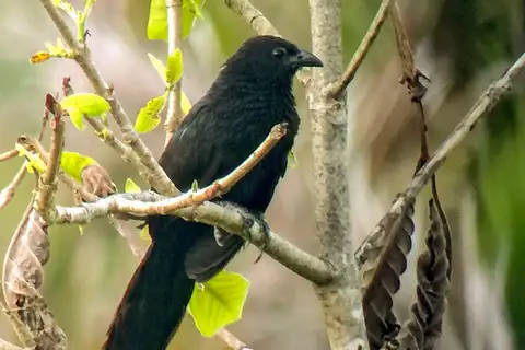 Black-billed Coucal
