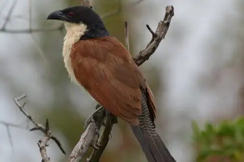 Burchell's Coucal
