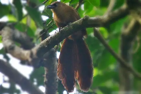 Bay Coucal