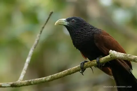 Green-billed Coucal