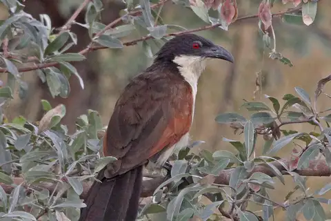 Coppery-tailed Coucal