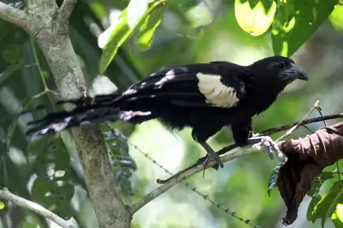 Goliath Coucal