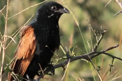 Black Coucal