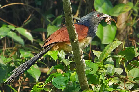 Black-throated Coucal