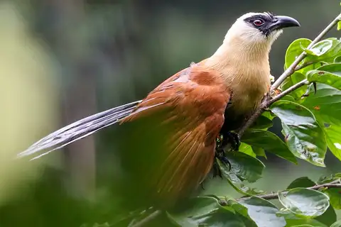 Black-faced Coucal