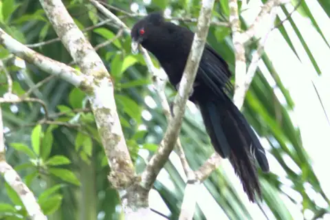 Ivory-billed Coucal