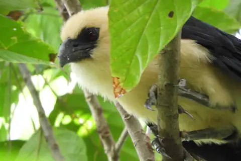 Buff-headed Coucal