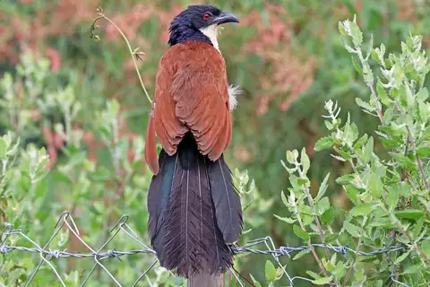 Blue-headed Coucal