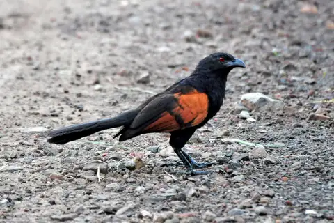 Sunda Coucal