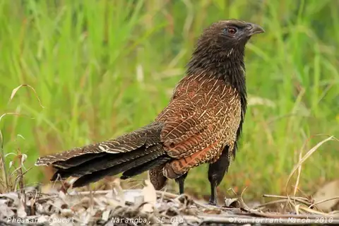 Pheasant Coucal
