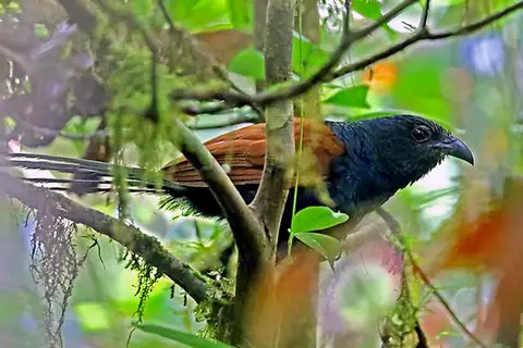 Short-toed Coucal