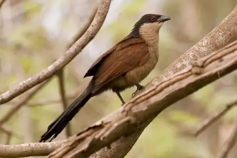 Senegal Coucal