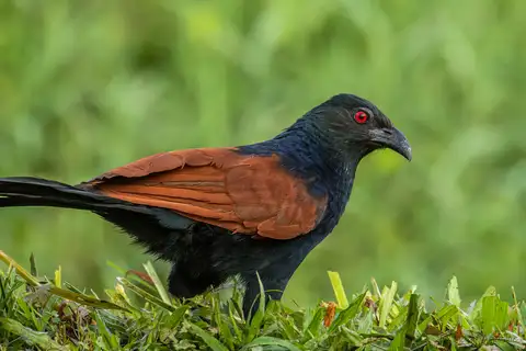 Greater Coucal
