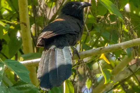 Black-hooded Coucal
