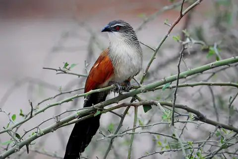 White-browed Coucal