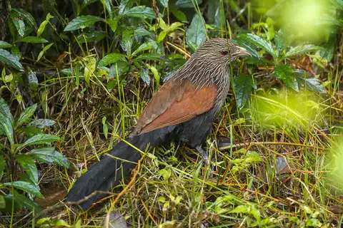 Malagasy Coucal