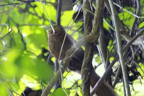 Rufous Coucal