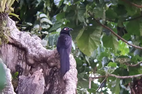 Violaceous Coucal