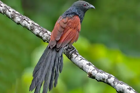 Philippine Coucal
