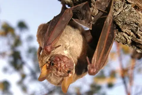 wrinkle-faced bat