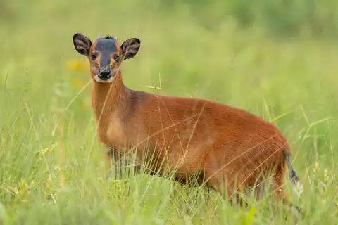 Harvey's Duiker