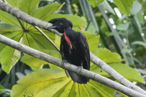 Bare-necked Umbrellabird