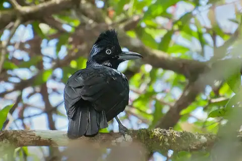 Amazonian Umbrellabird