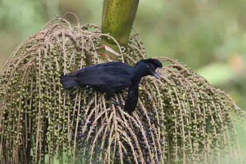 Long-wattled Umbrellabird