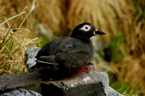 Spectacled Guillemot