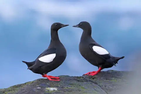 Black Guillemot