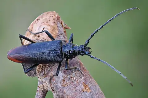 Great capricorn beetle